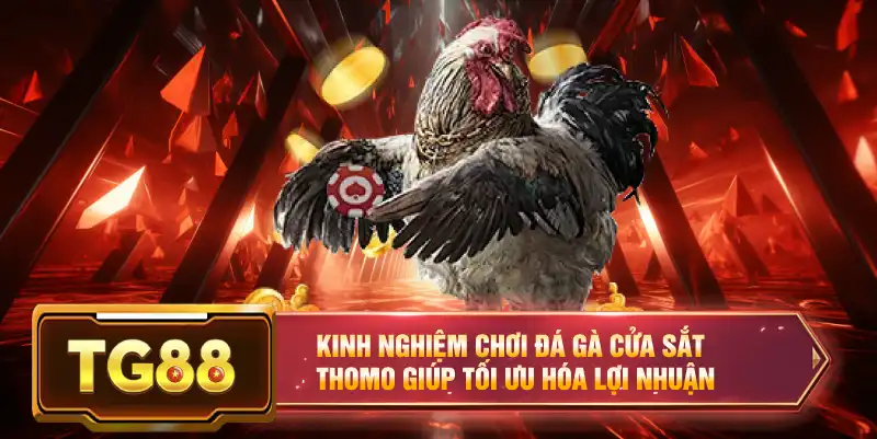 Kinh nghiệm chơi đá gà cửa sắt Thomo giúp tối ưu hóa lợi nhuận